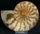 Beautiful Cut/Polished Ammonite (Pair) #11794-3